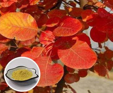 【新品上市】西安天本生物新品官宣—漆黃素重磅上市！